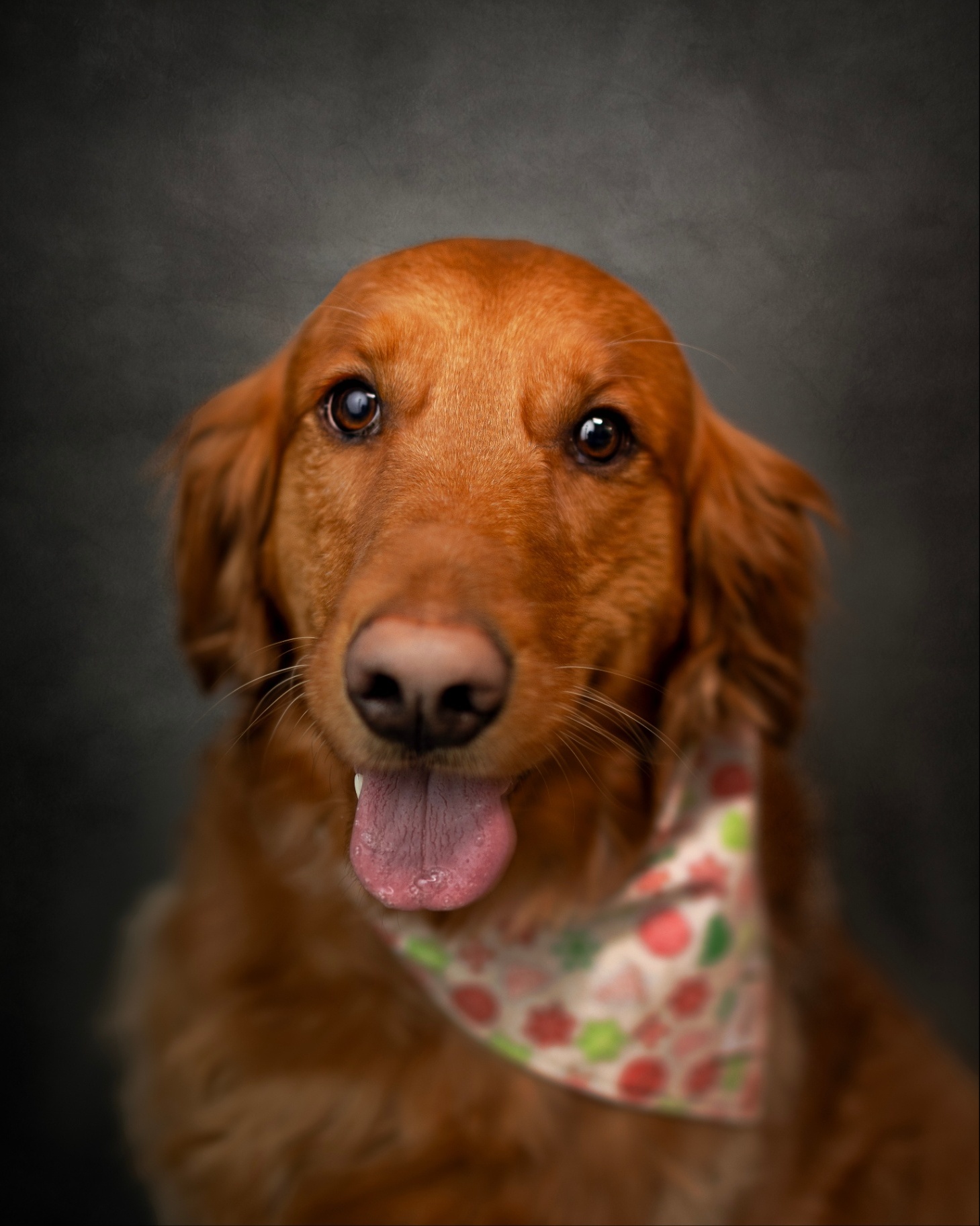 Ellie<br>Wonder Therapy Dog